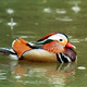 A different and no less perfect Mandarin Duck; scroll down to gaze upon the Central Park specimen.
